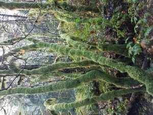 Saddle Mountain
