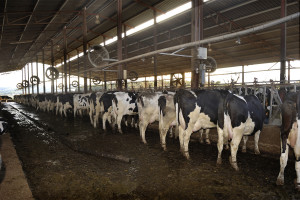 CAFO cattle