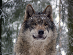 Grey Wolf Grey Wolf
