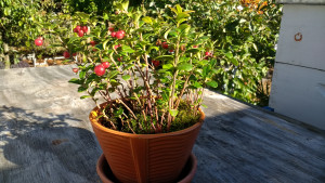 lingonberry lingonberry